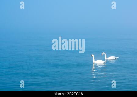 Due cigni Mute (Cygnus olor), coppia di nuoto in nebbia sul Mar Baltico, Hiddensee Island, Mecklenburg-Western Pomerania, Germania Foto Stock