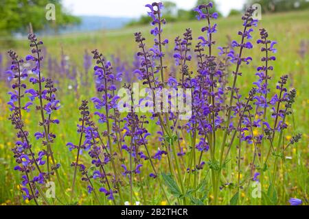 Prato Clary (Salvia pratensis), fioritura, Assia, Germania Foto Stock