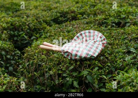 Forbici per tagliare i germogli di tè sulle piante di tè nel campo Foto Stock