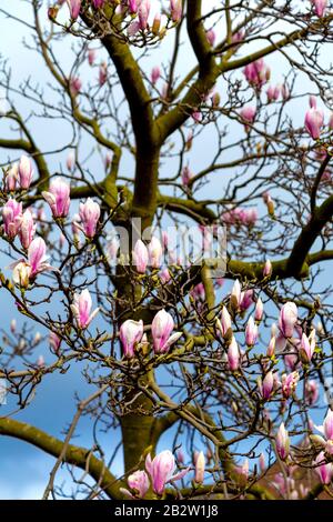 Febbraio 2020 - Magnolia Tree blooming nel mese di febbraio a causa del riscaldamento globale, Londra, Regno Unito