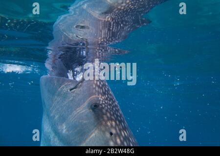 Squalo balena con primo piano, succhia l'acqua, riflesso dalla superficie, sott'acqua. Foto Stock