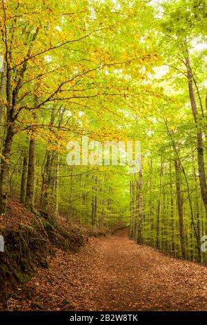 Il Faias de São Lourenço è una rinomata foresta di faggi a Serra da Estrela (Portogallo) per i suoi colori autunnali Foto Stock