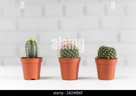 Tre piccoli cactuses in un vaso, i interno bianco. Foto Stock