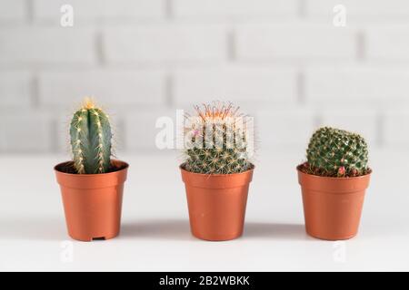 Tre piccoli cactuses in un vaso, i interno bianco. Foto Stock