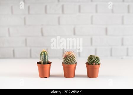 Tre piccoli cactuses in un vaso, i interno bianco. Foto Stock