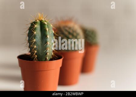 Tre piccoli cactuses in un vaso, i interno bianco. Foto Stock