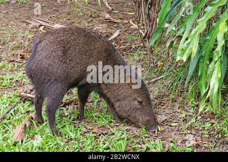 Pecario collato (Pecarui tajacu), dalla Costa Rica Foto Stock