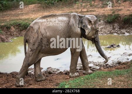 Nel profondo del Parco Nazionale di Udawalawe, nella provincia meridionale dello Sri Lanka, un giocoso baby Elephant lascia un buco innaffiato coperto di fango. Foto Stock