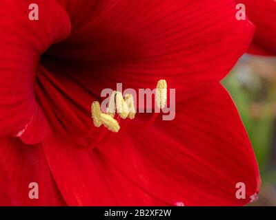 Closeup di un bel fiore rosso Amaryllis con lunghe stami e antere coperte di polline giallo Foto Stock