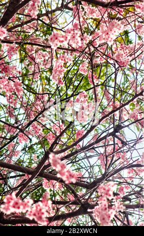 Cherry Blossom Blooming E Dongbaksae Camelia Uccello A Busan, Corea Del Sud, Asia. Foto Stock