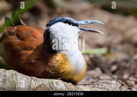 La jacana africana (Actophilornis africana) riposante su un terreno, vicino Foto Stock