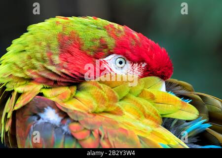 Il macaw scarlatto (Ara macao) sognando con occhi aperti vicino Foto Stock