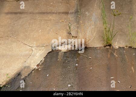 infiltrazioni d'acqua da crepe nella struttura della parete in cemento. Foto Stock