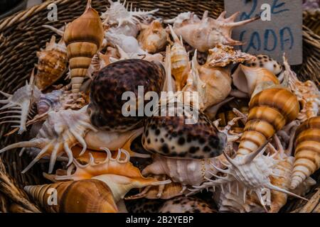 diversi tipi di conchiglie marine in vendita in un cestino in portogallo europa Foto Stock