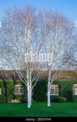 Betula. Alberi di betulla d'argento nella luce del sole invernale fuori Manor fattoria. Broadway, Cotswolds, Worcestershire, Inghilterra Foto Stock