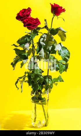 Felice Festa della mamma, rose rosse per le donne in vaso. Composizione verticale. Sfondo giallo e spazio di copia. Foto Stock