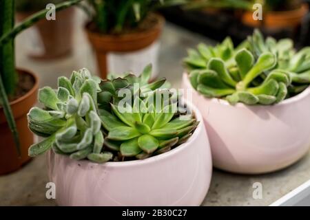 Primo piano di piante succulente di agave. Piante succulente in miniatura. Mini giardino di succulenti e Cactus in serra a casa. Pianta indoor succulente in Foto Stock