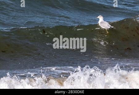 Seagull cavalcando un'onda dell'oceano a Sag Harbor, NY Foto Stock