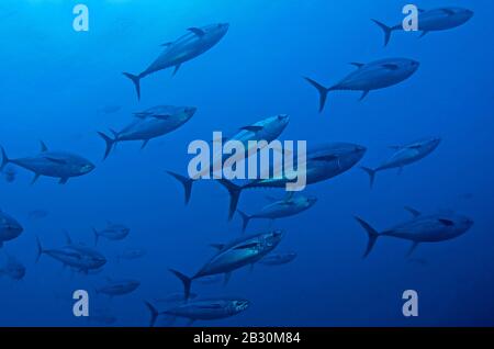 Tonno rosso settentrionale o tonno rosso (Thunnus thynnus), in acqua blu, UNESCO, Malpelo, Colombia, Oceano Pacifico Foto Stock