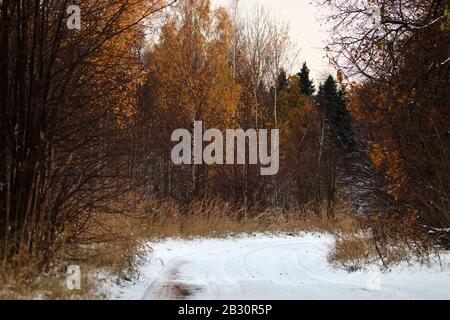 Le strade forestali e sentieri in inizio di inverno. Transizione da autunno inverno, la neve sulle foglie di giallo di alberi. Coperte di neve bagnata e tra Foto Stock