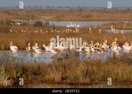 Gufo d'acqua nel Rann di Hutch, Gujarat, India occidentale Foto Stock