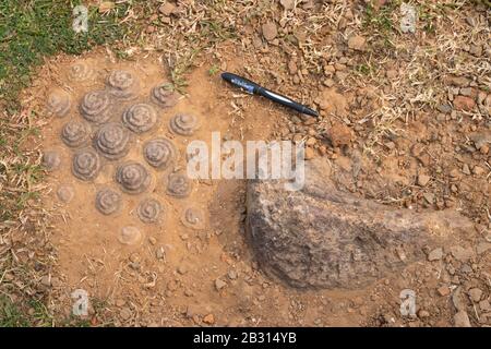 Scultura di un enorme Buddha sepolto in un tumulo che mostra la parte della testa e dell'orecchio, oppone al Monastero n. 1, 9th ° secolo d.C., sito buddista, Ratnagiri, Odisha Foto Stock