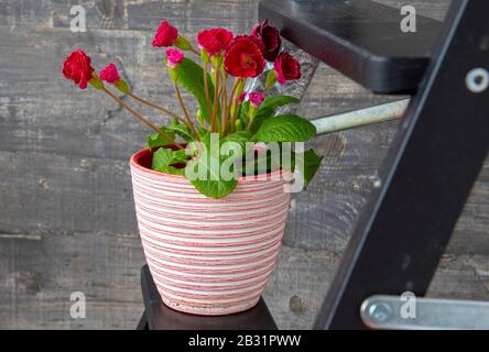 Un vaso di fiori bianco e rosa con un'insolita e luminosa primula cremisi. Si erge su una scala di legno. Simbolo dell'umore primaverile. Foto Stock