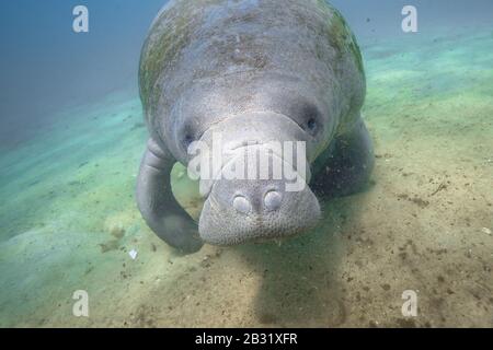 Primo piano di un grande, selvaggio, amichevole West Indian Manatee (trichechus manatus) che si avvicina alla macchina fotografica subacquea. Foto Stock