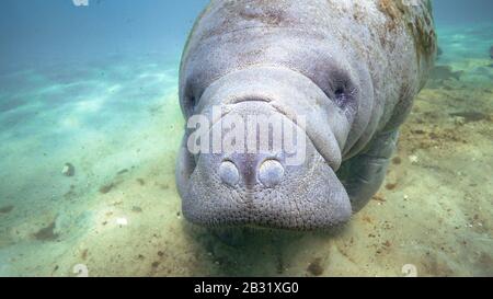 Primo piano di un grande, selvaggio, amichevole West Indian Manatee (trichechus manatus) che si avvicina alla macchina fotografica subacquea. Foto Stock