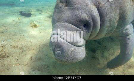 Primo piano di un grande, selvaggio, amichevole West Indian Manatee (trichechus manatus) che si avvicina alla macchina fotografica subacquea. I lamantini sono molto curiosi e gentili. Foto Stock