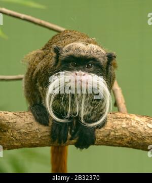 scimmia tamarin imperatore (saguinus imperator) in zoo Foto Stock