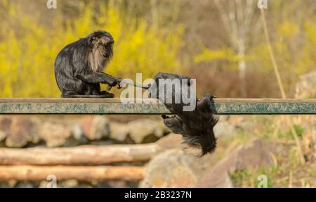 due scimmie macaque dalla coda di leone che giocano su una piattaforma metallica che tiene gli altri coda Foto Stock