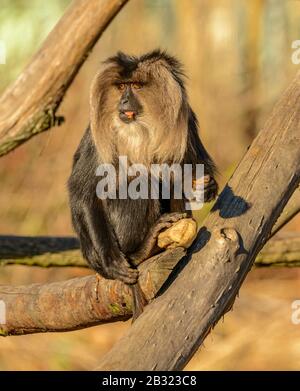 macaque coda leone sul ramo mangiare carota in zoo Foto Stock