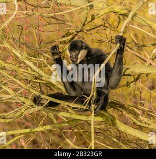 scimmia gibbon nero su un albero in zoo Foto Stock