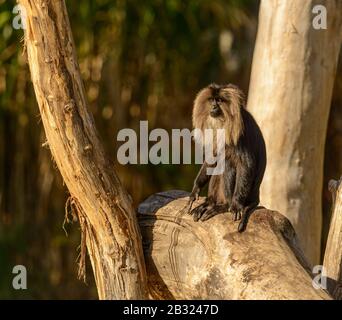 lion coded macaque (macaca silenus) seduto su un log in zoo pilsen Foto Stock