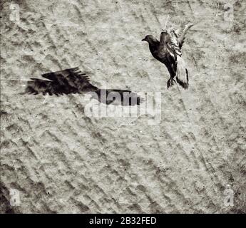 Pigeon in flight.Double esposizione per dare alla foto un aspetto vintage. Foto Stock