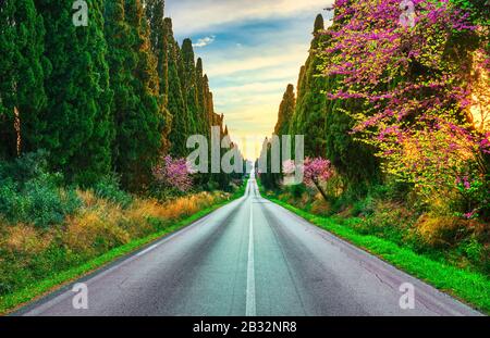 Bolgheri famosi cipressi alberi dritto viale paesaggio al tramonto. Maremma, Toscana, Italia, Europa. Foto Stock
