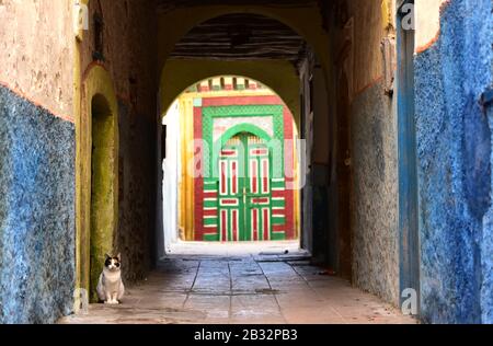 Gatto randagio in una strada tradizionale della Medina con porta marocchina colorata sullo sfondo. Essaouira, Marocco, Nord Africa Foto Stock