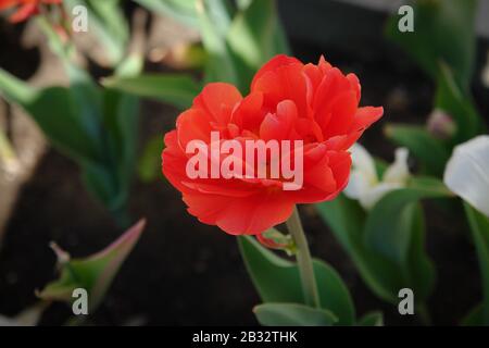 Fiore rosso tullip in un verde parco primaverile Foto Stock