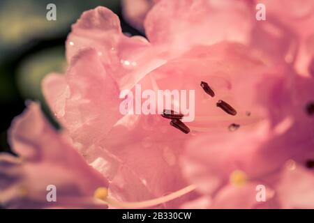 Molla a spirale Blloming Foto Stock