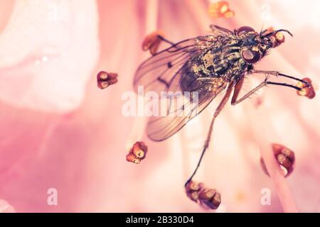 Molla a spirale Blloming Foto Stock