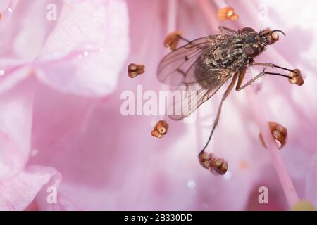 Molla a spirale Blloming Foto Stock
