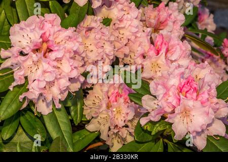 Molla a spirale Blloming Foto Stock