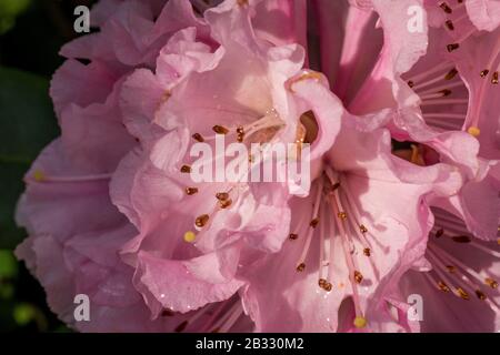 Molla a spirale Blloming Foto Stock