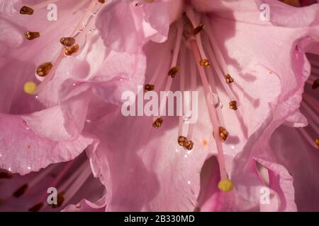 Molla a spirale Blloming Foto Stock