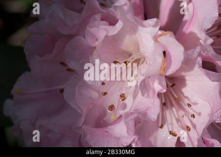 Molla a spirale Blloming Foto Stock