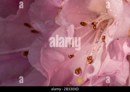 Molla a spirale Blloming Foto Stock