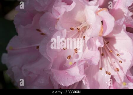 Molla a spirale Blloming Foto Stock