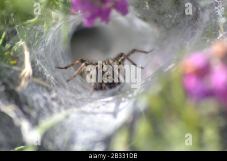 Labyrinth Spider aspetta il cibo, sul percorso costiero di Pembrokeshire. Galles. Foto Stock