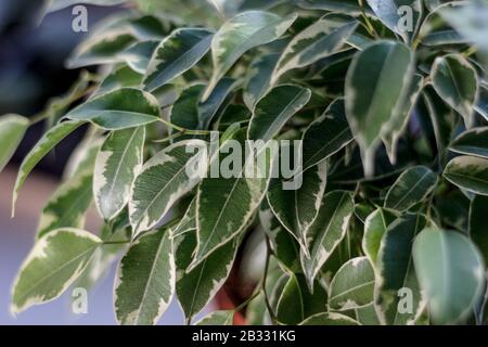 primo piano vista di ficus benjamina foglie kinky Foto Stock